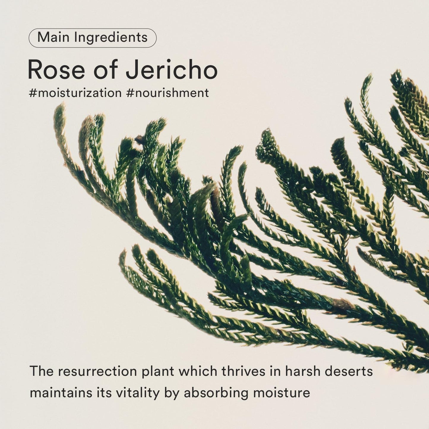 Jericho rose bifida serum Firming drop - Ορός Σύσφιξης & Αντιγήρανσης με Rose of Jericho
